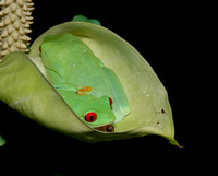 Red Eye Tree frog