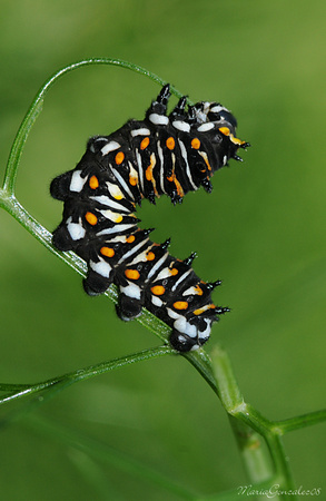 Baby Black Swallowtail caterpillar