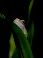 Baby Gray Tree frog
