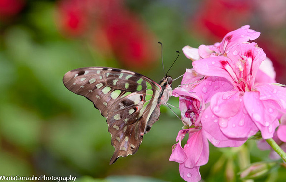 Tailed Jay Butterfly.