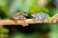 Gray Tree frogs