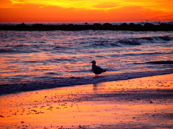 Cape May sunset observer