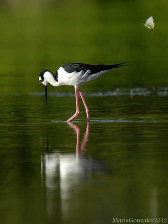 Black-necked Stilt and Great Southern White butterfly