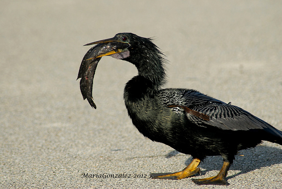 Male Anhinga with cath of the day